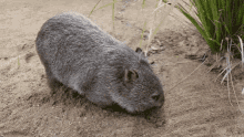 Wombat Run GIF - Wombat Run Play GIFs