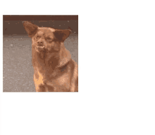 beast dog puppy comparison beast dog puppy comparison