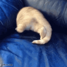 Couch GIF - Couch Cat Kitten GIFs