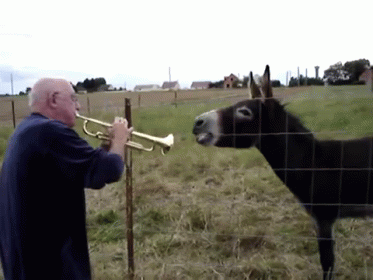 donkeys-trumpet.gif