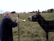 donkeys trumpet music band wtf