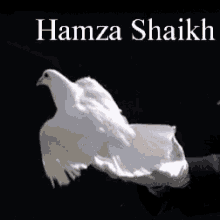 Hamza GIF - Hamza GIFs