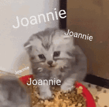 joannie joannieee joanniecat