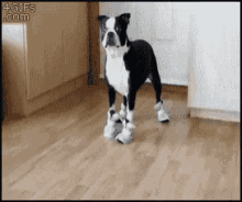 Booties Boots GIF - Booties Boots Dog GIFs