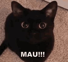 Mau Boss GIF - Cat Kucing Kucing Item GIFs