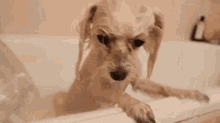 Sara Pecas Dog GIF - Sara Pecas Dog After Bath GIFs