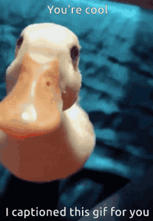 Duck Ducky GIF - Duck Ducky Silly GIFs