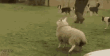 sheep dog jumping play with me let me join