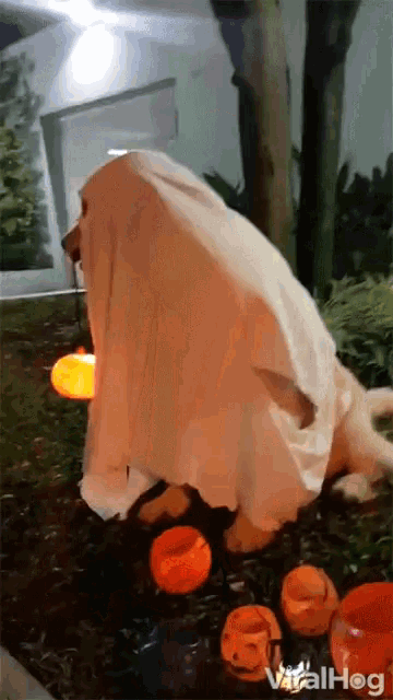 Halloween Costume Dog GIF - Halloween Costume Halloween Dog GIFs