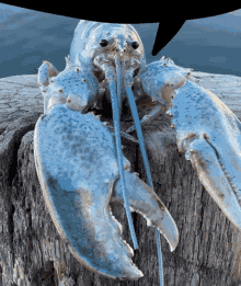The Skeleton Appears Lobster GIF - The Skeleton Appears Skeleton Lobster GIFs