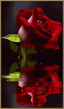 Red Rose For You GIF - Red Rose For You Love You GIFs