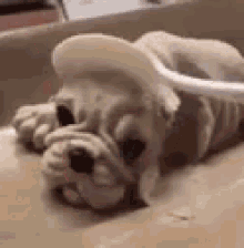 Fat Gourmand What The GIF - Fat Gourmand What The Dog Cake GIFs