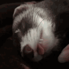 Ferret Sleep GIF - Ferret Sleep Tongue Out GIFs