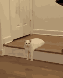 Leaving Cat Leaving GIF - Leaving Cat Leaving Goodbye GIFs