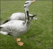 happy ducks tippy taps