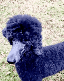 Standard Poodle Dogs GIF - Standard Poodle Poodle Dogs GIFs