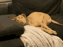 Kesler Dog GIF - Kesler Dog Doggo GIFs