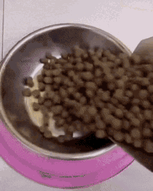Dogs Eat GIF - Dogs Eat Eating GIFs