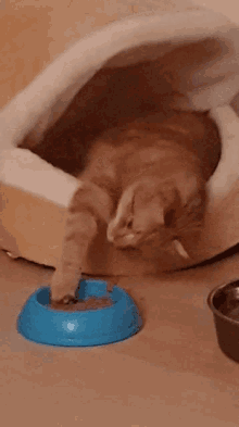 Hungry And Lazy Cat GIF - Hungry And Lazy Cat Kitty GIFs