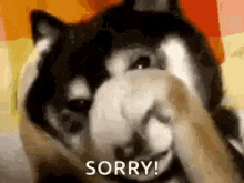 Sad Dog Sorry GIF - Sad Dog Sorry Husky GIFs
