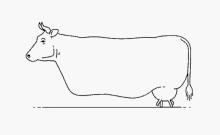 Cow Walking GIF - Cow Walking Udder GIFs