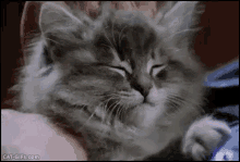 Kitten Head Rub GIF - Kitten Scratch Head GIFs
