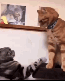 Cats Fighting Fighting Cats GIF - Cats Fighting Fighting Cats Anniehasleftoop GIFs