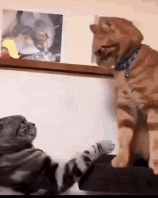 https://c.tenor.com/l5sIE_3H3EEAAAAd/cats-fighting-fighting-cats.gif