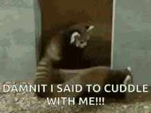Red Panda Cuddle With Me GIF - Red Panda Cuddle With Me Snuggle GIFs