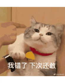 Crying Cat GIF - Crying Cat GIFs