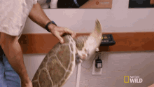 Weighing In World Turtle Day GIF - Weighing In World Turtle Day Animal Er GIFs