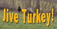 jive turkey jive turkey