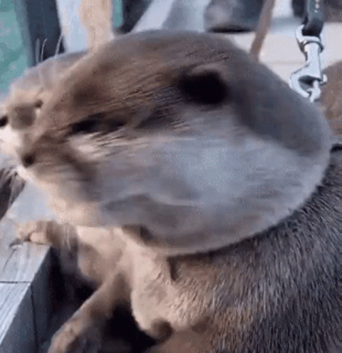 ntuni-otter.gif