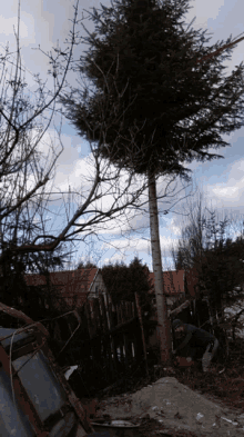 Krzychu Cut GIF - Krzychu Cut Tree GIFs