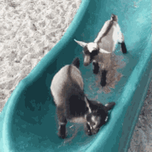Baby Goat GIF - Baby Goat Funny Animals Play Time GIFs
