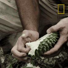 Taking Durian Out Hazen Audel GIF - Taking Durian Out Hazen Audel Primal Survivors GIFs