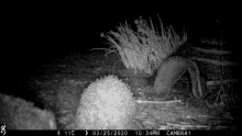 ball hedgehog