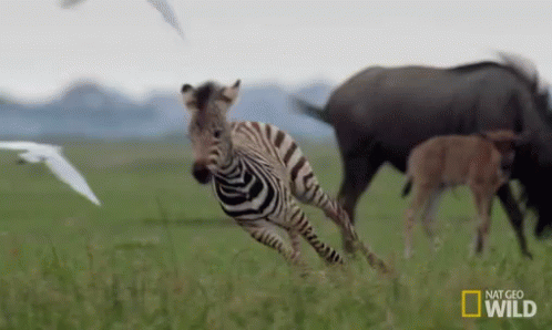 Run Little Zebra, Run! GIF - Young Zebra Wild Animals Running GIFs