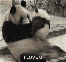 Panda Love GIF - Panda Love Care GIFs