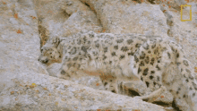 Leaving Wild Cats Of India GIF - Leaving Wild Cats Of India Big Cat Kingdom GIFs