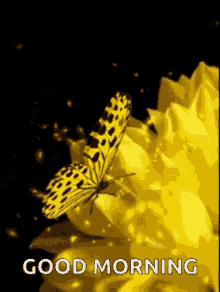Good Morning Yellow Flower GIF - Good Morning Yellow Flower Butterfly GIFs