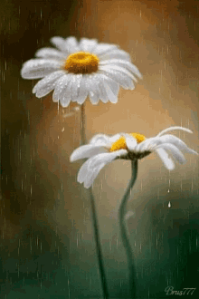 Daisy Raining GIF - Daisy Raining GIFs