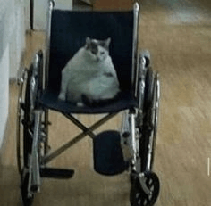 tenor.gif
