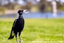 Magpies GIF - Magpies Magpie GIFs