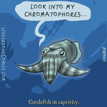 underdone animals comic web comic cuttlefish
