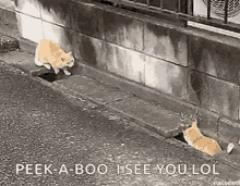 Cats Chase GIF - Cats Chase You Cant Catch Me GIFs