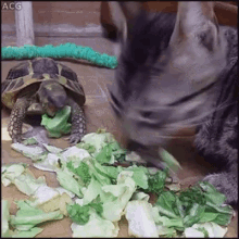 Salad Tuttle GIF - Salad Tuttle Kitten GIFs