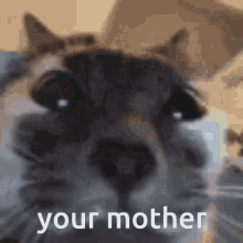 Your Mother GIF - Your Mother GIFs