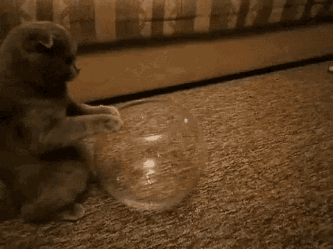 cat-aquarium.gif