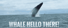 hello there whale dive ocean sea